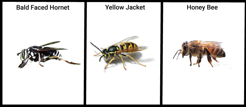 Bald faced hornet, yellow jacket, honey bee